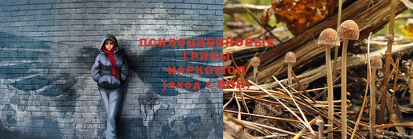 мяу мяу мука Горно-Алтайск